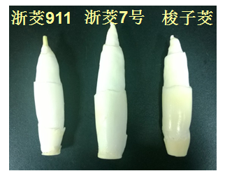 20FB1